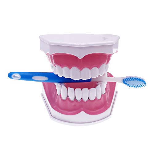 הגדלת Jiukcare 2x דגם שיניים שיניים ומברשת שיניים עם שן נשלפת לצחצוח לימוד שיניים, חינוך והדגמה