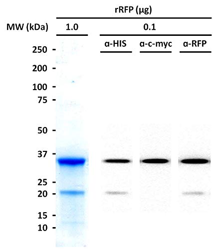 חלבון פלואורסצנטי אדום, משופר 5.0 מ ג / מגיב מעבדה לביולוגיה מולקולרית / חלבון רקומביננטי