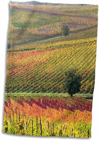 תלת מימד רוז איטליה-טוסקנה. כרמים צבעוניים ועצי זית במגבת יד סתיו, 15 x 22