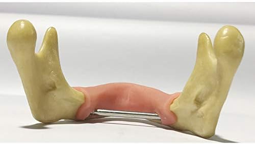 מודל שיניים חינוכי לימיטה - שיניים מודל אנטומי מודל שיניים שיניים - מודל שיניים סנטר להוראה להפגנה