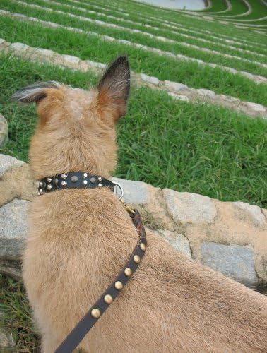 דין וטיילר בליטות ופיסות, צווארון כלבים עם מסמרות מכוסות וחומרת פלדה מצופה כרום - שחור - גודל 24 על 1-1/5