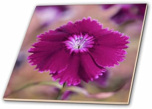 3רוז תצלום מאקרו של דיאנטוס סגול בפריחה. - אריחים