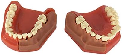 מודל שיניים של קינופו, מודל שיניים נשירה של ילדים, מודל שיניים סטנדרטי, מודל שיניים לתקשורת שיניים וחולים, ילדים,