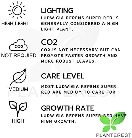 Planterest - Ludwigia repense super אדום עלים מיני חיים גבעולי צמח אקווריום קנה 2get1free