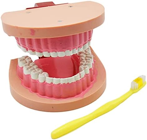 מודל הוראה, מודל שיני שיניים - צחצוח חוט דנטלי תרגול שיניים מקלדות דגם ג'ינגיבה גלויה להפגנה אנטומית