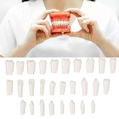 28 יחידות נשלף שיניים חתיכה עמיד פלסטיק נשלף עיצוב שווא שיניים עבור טיפודונט הוראת מחקר נשלף שיניים חתיכה