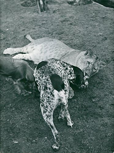 תצלום וינטג 'של אריה שוכב על דשא, שני כלבים ריח את האריה.