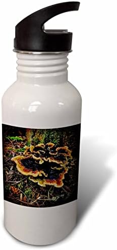 3 דרוז דילן סייבולד - צילום - פטריית עץ ישן שטוח - בקבוקי מים