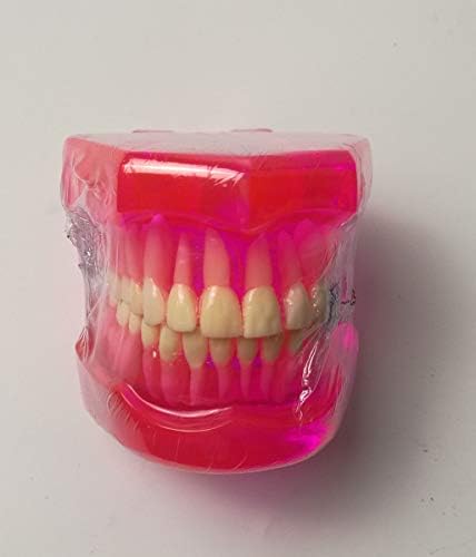 TJIRIS נקה שיניים שיניים שיניים מזויפות לשיניים להוראה וללימודים עם 28 שיניים