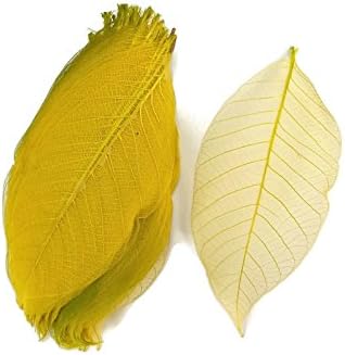 עלים שלד צהוב 5 אינץ 'צבע טבעי פרח מכין עלי גומי טבעיים
