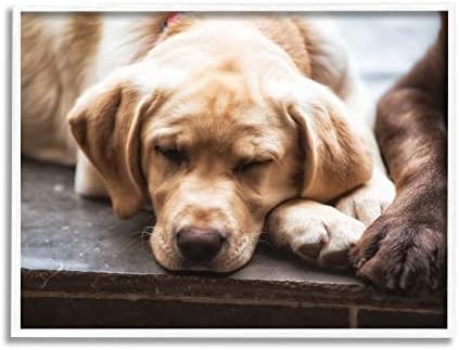 סטופל תעשיות מתוק שינה כלבים מנוחה כפות בעלי החיים צילום ממוסגר קיר אמנות, עיצוב על ידי ג ' יימס