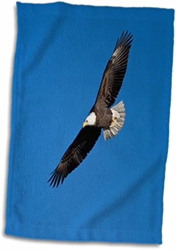 3drose Bald Eagle בטיסה מעל נהר מיסיסיפי, אלטון, אילינוי, ארהב. - מגבות