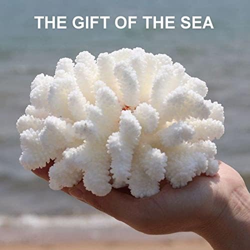חבילת טיריפר של 2 תפאורה אלמוגים לבנים, שונית אלמוגים לבנה, קישוט פסל אלמוגים מלאכותי לסלון ביתי שולחן