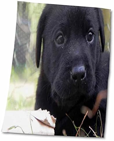 כלב פלורן 3 דרוז - גור מעבדה שחור - מגבות