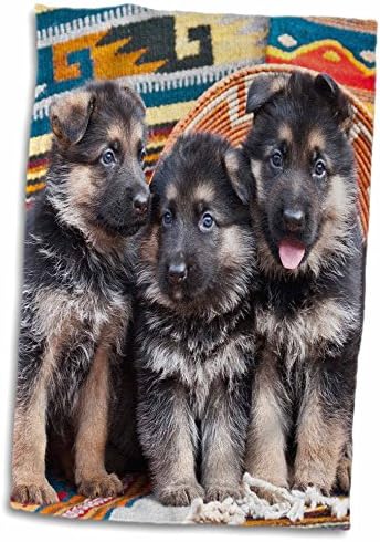 תלת מימד רוז שלושה כלבים רועים גרמניים-US32 ZMU0092-ZANDRIA MUENCH BERALDO COLLED, 15 X 22