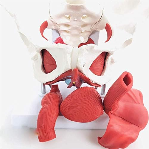 מודל האגן מודל האנטומיה של אגן אגן עם שרירי רצפת האגן 2 חוליות המותניות נשלפות עם מודל רפואי בגודל