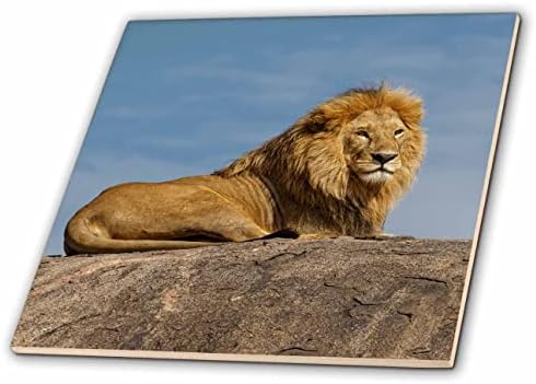 3רוז אריה זכר בוגר על קופיה, סרנגטי נ. פ., טנזניה, אפריקה-אריחים