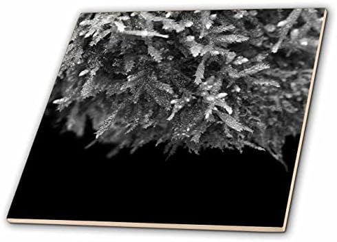 3רוז תצלום מאקרו בשחור לבן של אזוב. - אריחים