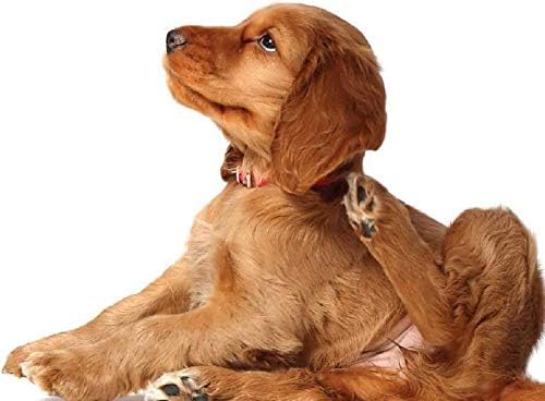 טיפוח העור לכלבים - הקלה הטובה ביותר לאלרגיה לכלבים-היפטר מגירוד-תמיכה חיסונית-לועס-כלבי ברומלין-250