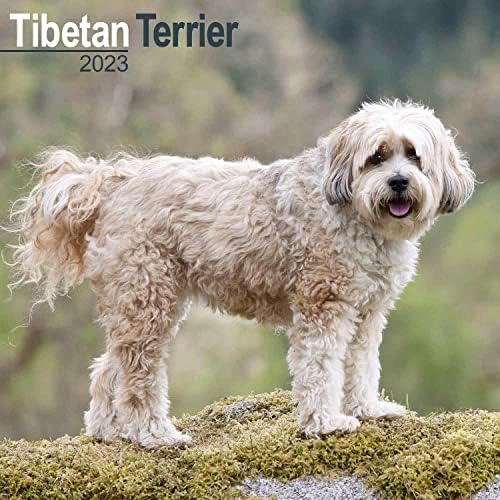 2022 2023 לוח השנה של טרייר טיבטי - גזע כלבים לוח שנה קיר חודשי - 12 x 24 פתוח - נייר עבה ללא דימום - מתנה - לוח