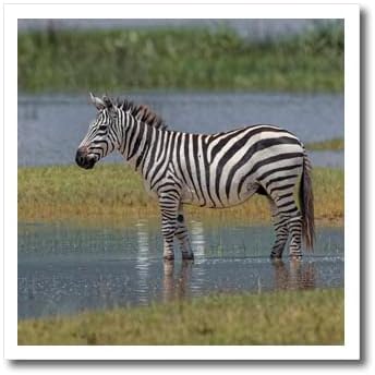 3drose Burchells Zebra, Ngorongoro מכתש, טנזניה, אפריקה - ברזל על העברות חום