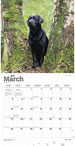 לוח השנה של Labrador Retriever Black 2023 - Deluxe 2023 LABS BLACK LALL CARNCE CARNCE עם למעלה ממאה מדבקות לוח