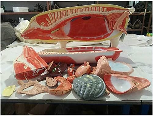 מודל Florso של חזיר KH66zky, העתק בגודל החיים אנטומיה רפואית מודל איבר חזיר אנטומי עם 17 חלקים