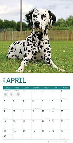 2023 לוח השנה הקיר של דלמטים לפי יום בהיר, 12x12 אינץ ', צילום כלבי חיות מחמד מקסים חמוד