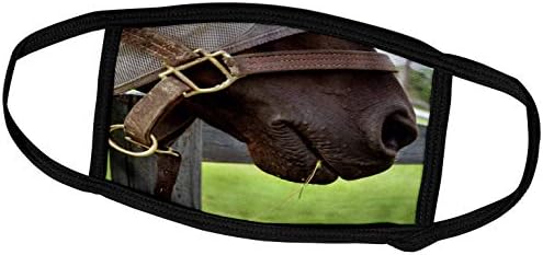 3 רוז סוזנס גן החיות צוות בעלי חיים סוס-סוס הלטר לוע חציר דשא-פנים מכסה