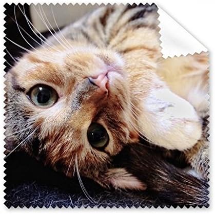 פסים קיטי חתול להירגע בעלי החיים מקסים ניקוי בד טלפון מסך משקפיים מנקה 5 יחידות
