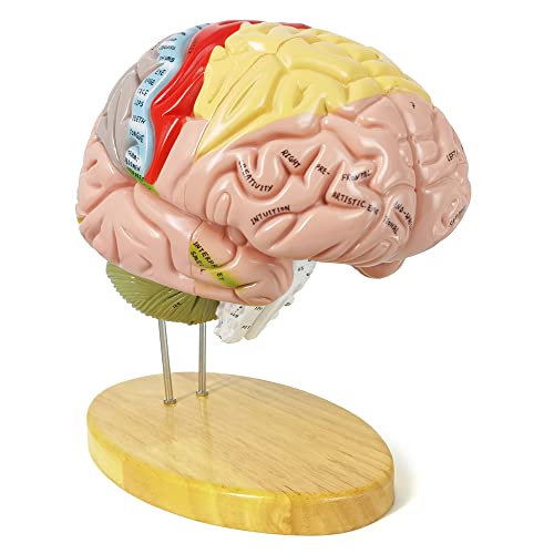 מודל מוח אנושי של Evotech למדעי המוח, 4 חלקים 1.5x מודל מוחי מקודד צבע מראים אזורים פונקציונליים