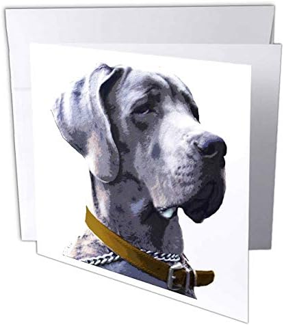 3רוז כלב דני ענק מצחיק עם מבט רציני על רקע לבן-כרטיס ברכה, 6 על 6 אינץ